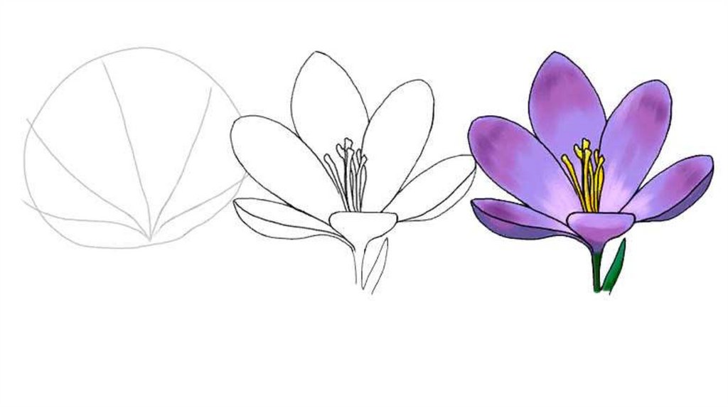 Крокус рисунок для детей. Крокус Шафран цветок. Весенние цветы карандашом. Весенниецветыкаранашом. Рисование весенних цветов.