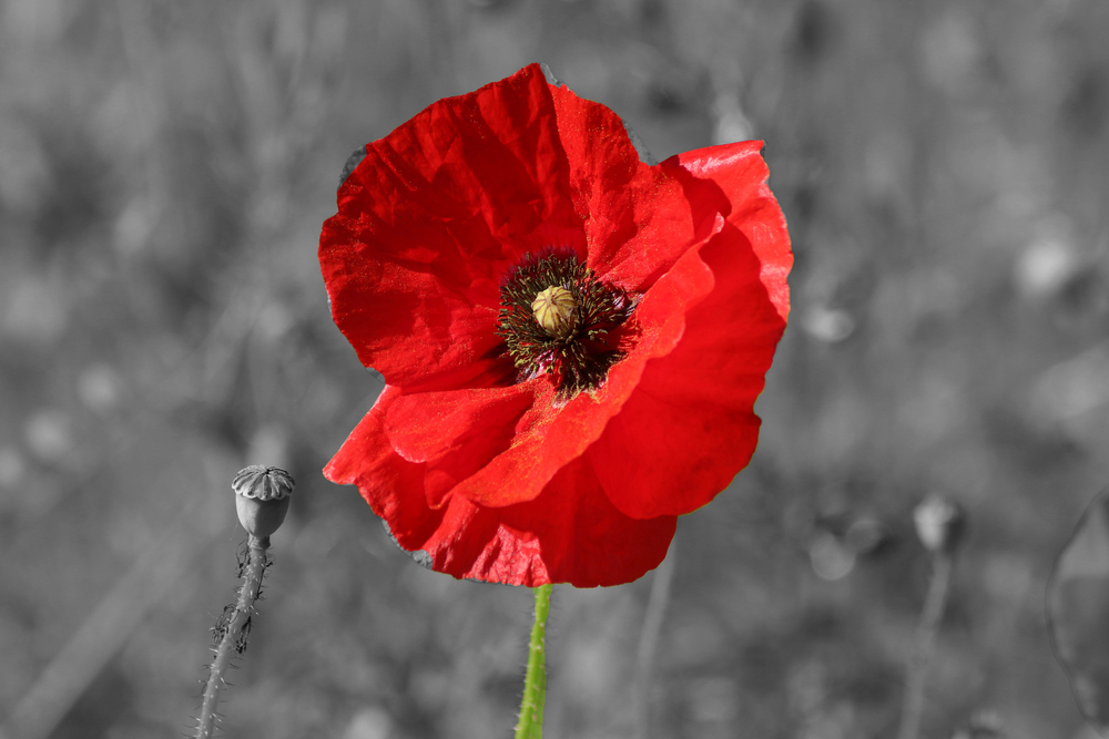 8 травня — День памʼяті та перемоги над нацизмом: біль минулого та сила нації